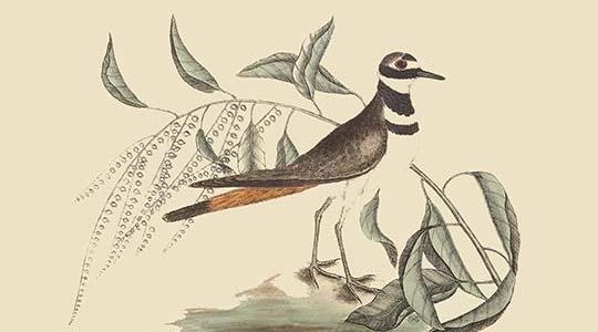 Chattering Plover