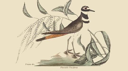 Chattering Plover