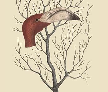 The Flamingo's Bill