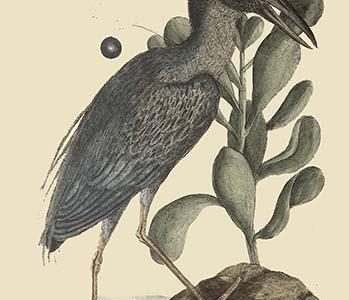 Crested Bittern
