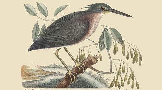 Small Bittern