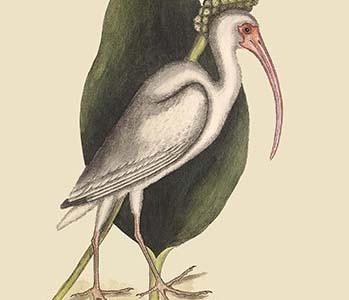 White Curlew