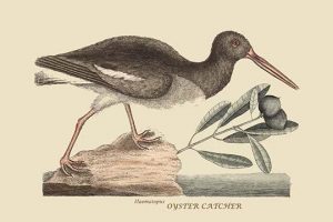 Oyster Catcher