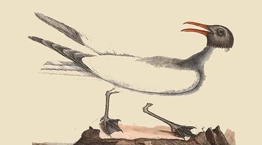 Laughing Gull
