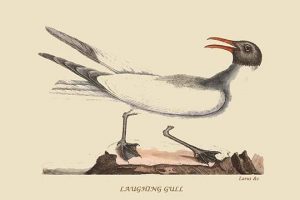 Laughing Gull