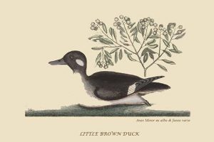 Little Brown Duck