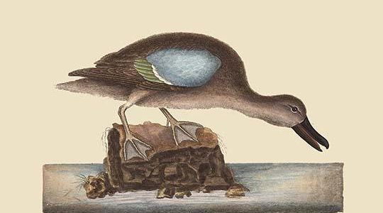 Blue Winged Teal