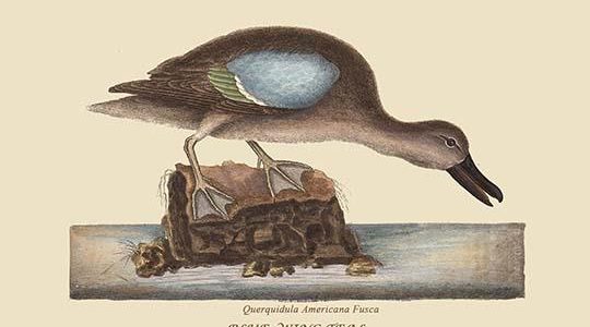Blue Winged Teal