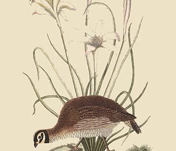 Partridge or American Coq