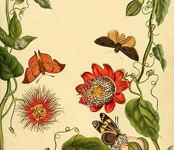 " Surinam Butterflies, Moths & Caterpillars"