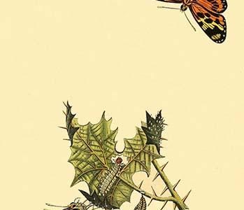 " Surinam Butterflies, Moths & Caterpillars"