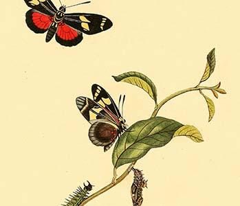 " Surinam Butterflies, Moths & Caterpillars"