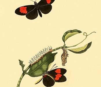 " Surinam Butterflies, Moths & Caterpillars"