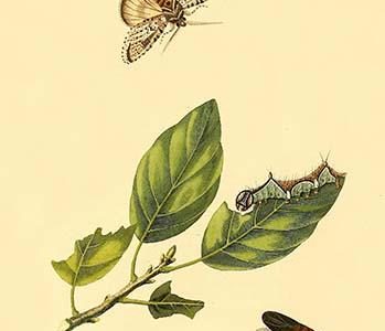 " Surinam Butterflies, Moths & Caterpillars"