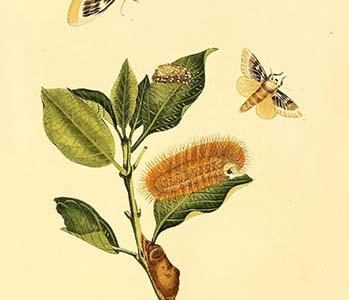 " Surinam Butterflies, Moths & Caterpillars"
