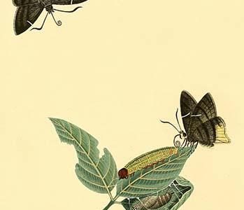 " Surinam Butterflies, Moths & Caterpillars"