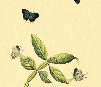 " Surinam Butterflies, Moths & Caterpillars"