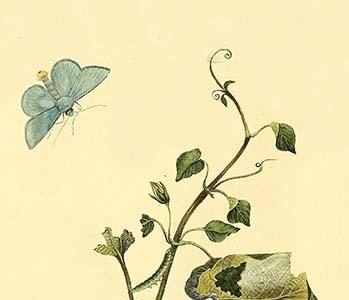 " Surinam Butterflies, Moths & Caterpillars"