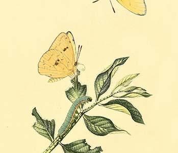" Surinam Butterflies, Moths & Caterpillars"