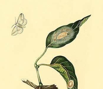 " Surinam Butterflies, Moths & Caterpillars"