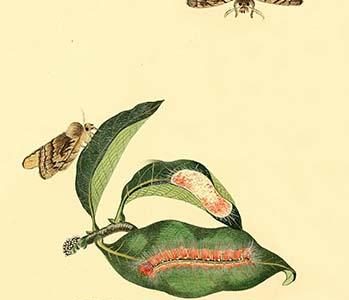" Surinam Butterflies, Moths & Caterpillars"