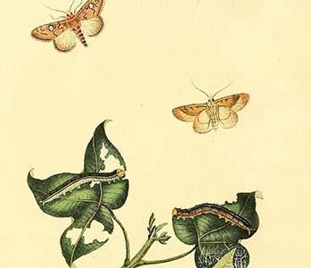 " Surinam Butterflies, Moths & Caterpillars"