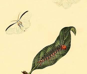 " Surinam Butterflies, Moths & Caterpillars"