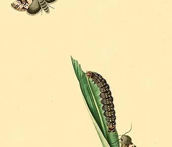 " Surinam Butterflies, Moths & Caterpillars"