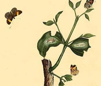 " Surinam Butterflies, Moths & Caterpillars"