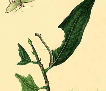 " Surinam Butterflies, Moths & Caterpillars"