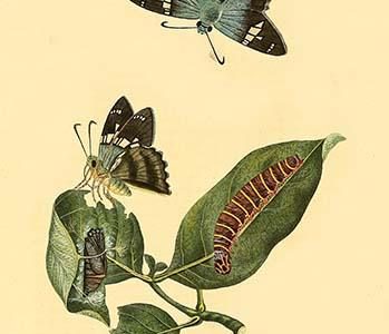 " Surinam Butterflies, Moths & Caterpillars"