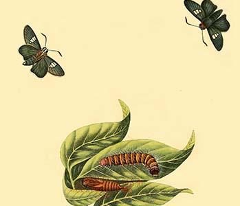 " Surinam Butterflies, Moths & Caterpillars"