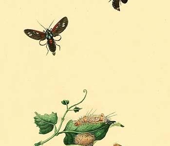" Surinam Butterflies, Moths & Caterpillars"