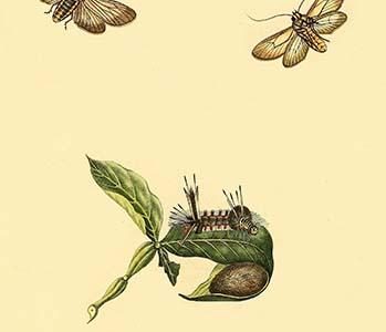 " Surinam Butterflies, Moths & Caterpillars"