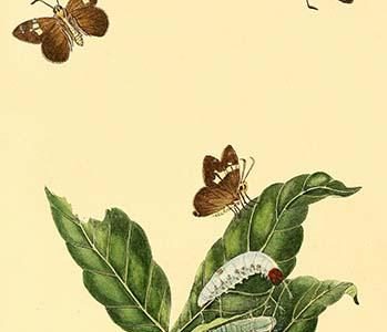" Surinam Butterflies, Moths & Caterpillars"