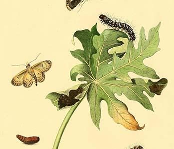 " Surinam Butterflies, Moths & Caterpillars"