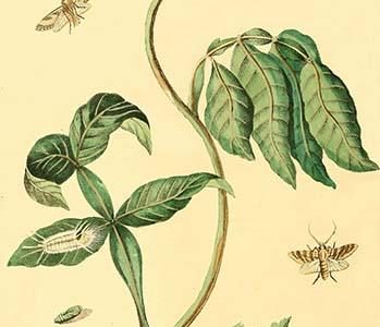 " Surinam Butterflies, Moths & Caterpillars"