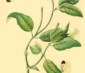 " Surinam Butterflies, Moths & Caterpillars"