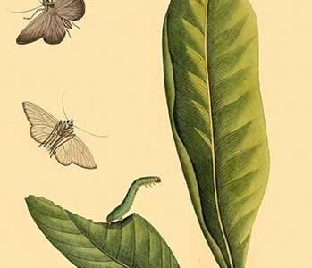 " Surinam Butterflies, Moths & Caterpillars"