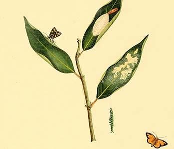 " Surinam Butterflies, Moths & Caterpillars"