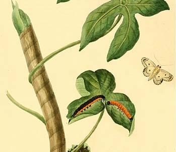 " Surinam Butterflies, Moths & Caterpillars"