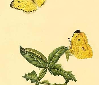 " Surinam Butterflies, Moths & Caterpillars"