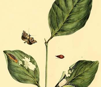 " Surinam Butterflies, Moths & Caterpillars"