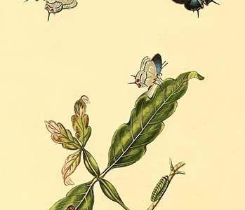 " Surinam Butterflies, Moths & Caterpillars"