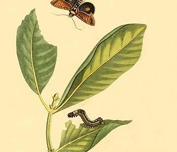 " Surinam Butterflies, Moths & Caterpillars"