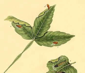 " Surinam Butterflies, Moths & Caterpillars"