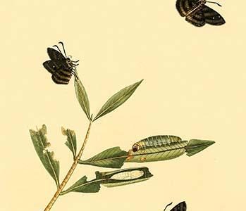 " Surinam Butterflies, Moths & Caterpillars"