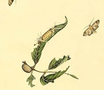 " Surinam Butterflies, Moths & Caterpillars"