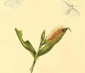 " Surinam Butterflies, Moths & Caterpillars"