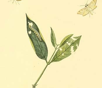 " Surinam Butterflies, Moths & Caterpillars"